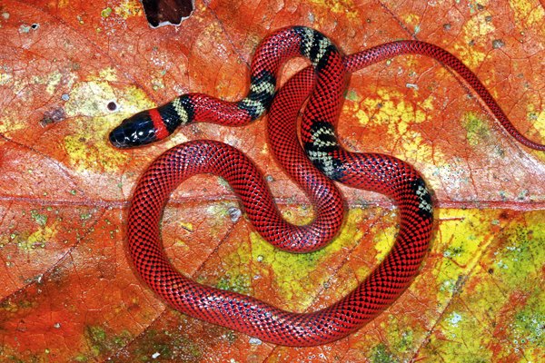 Oxyrhopus melanogenys