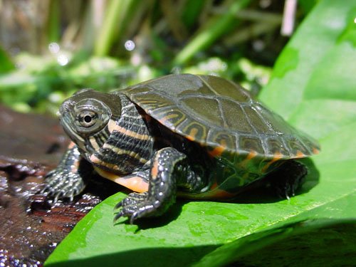 painted turtle