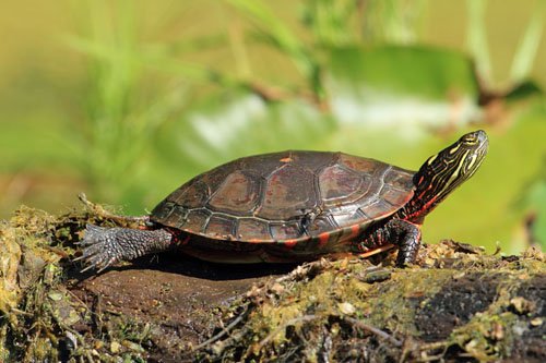 painted turtle