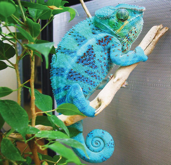 panther chameleon