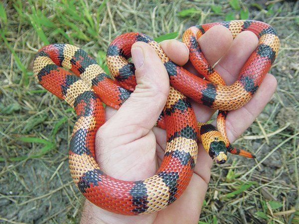 Peach honduran milksnake