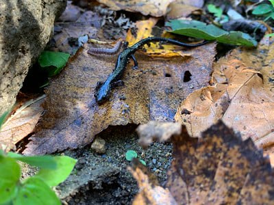 Peaks of Otter Salamander
