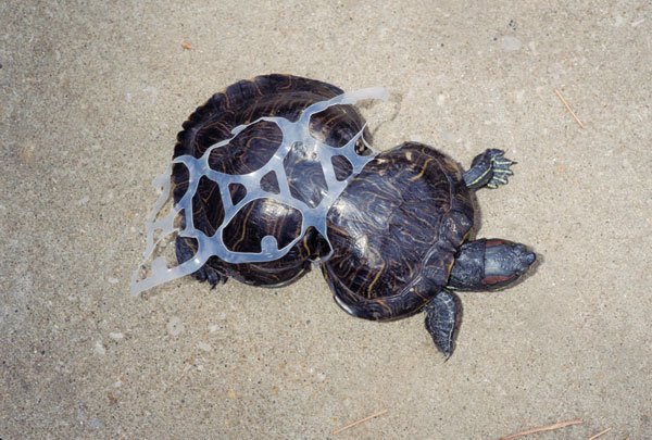 peanut the red eared sldier with a six pack ring stuck around her shell