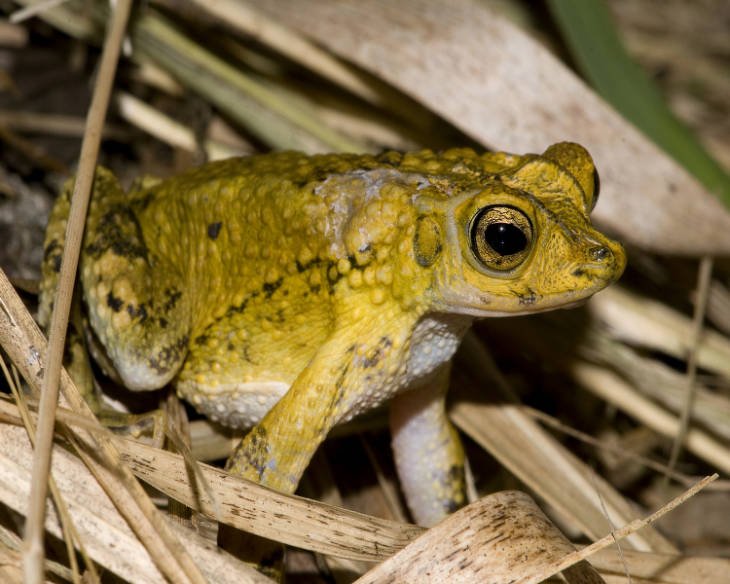 Puerto Rican Crested toad