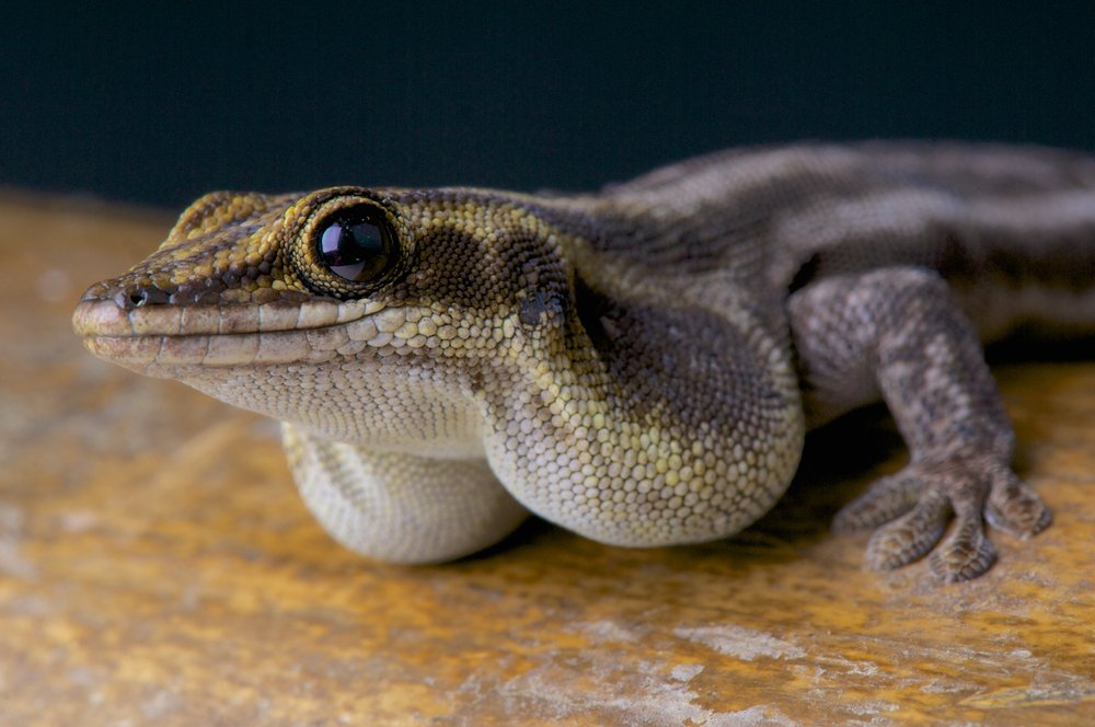 Pronk's day gecko