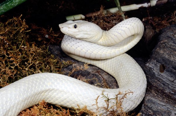 philippine pit viper