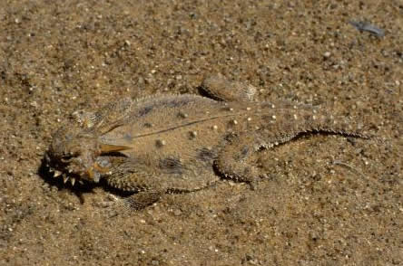 flat tailed horned lizard