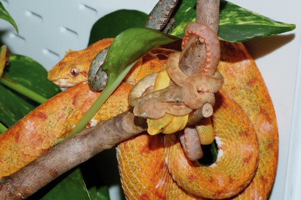 pit viper