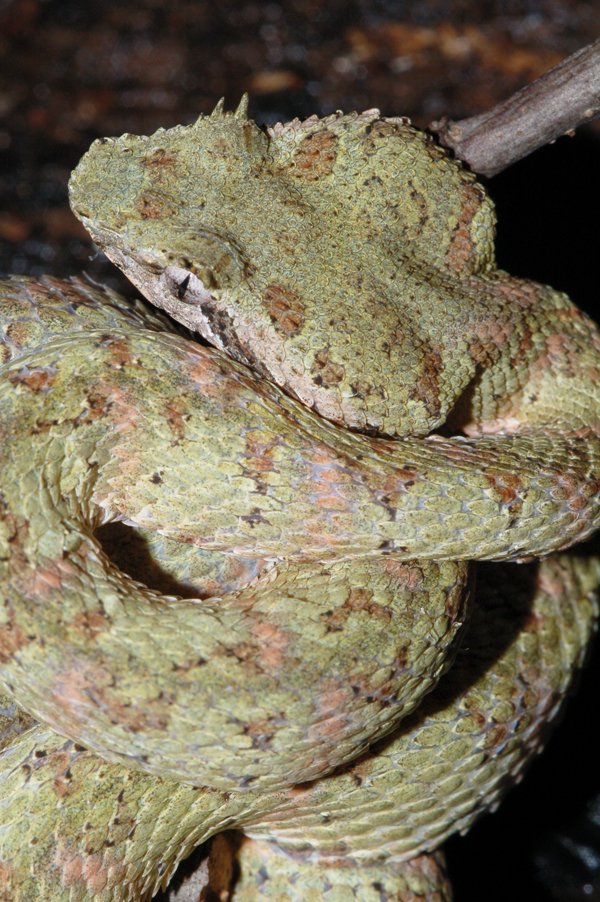 palm pit viper