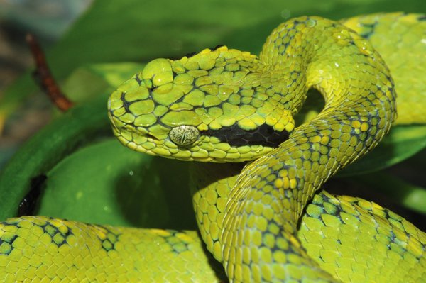 Pit viper