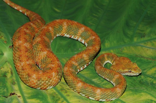 pit viper