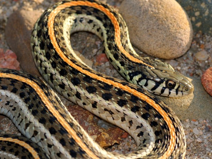 Plains garter snake