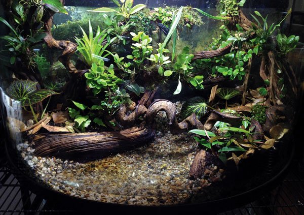vivarium plants
