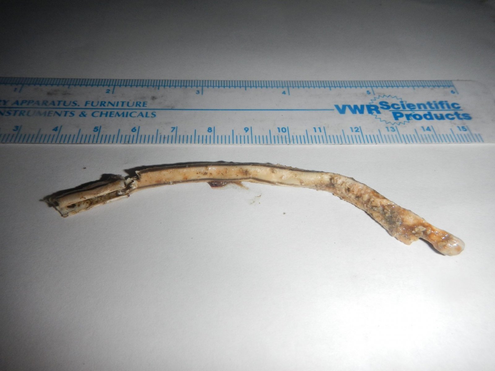Plastic straw removed from nostril of olive ridley sea turtle