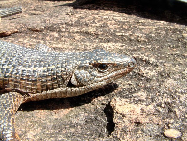 Plated lizard