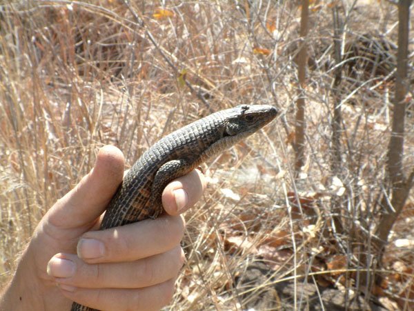 plated lizard