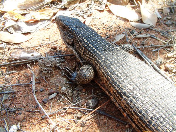 plated lizard