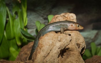Bermuda Skink