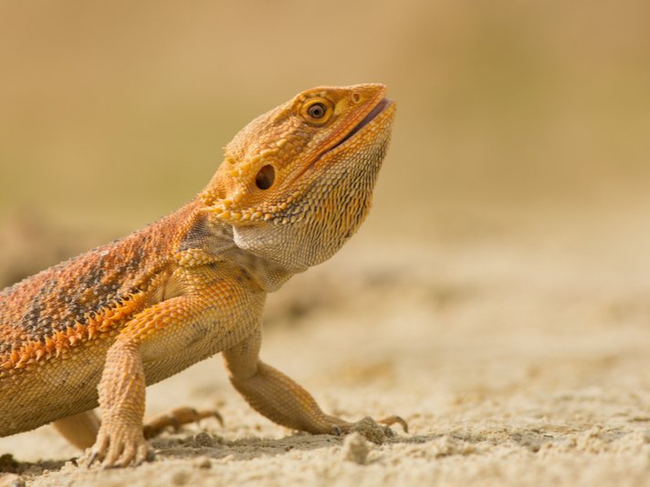 Bearded dragon
