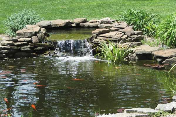 turtle pond