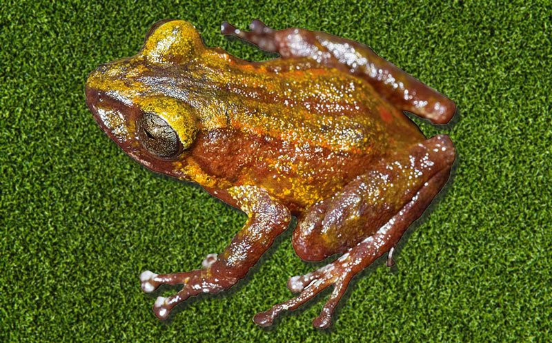 Prisimantis imthurni