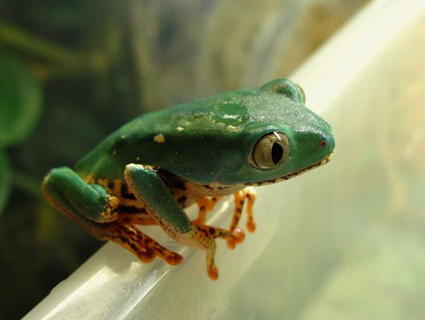 tiger leg monkey frog