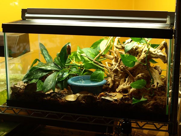 tiger leg monkey frog enclosure