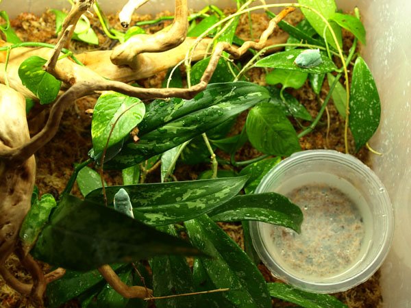 tiger leg monkey frog terrarrium