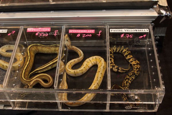 Ball pythons 