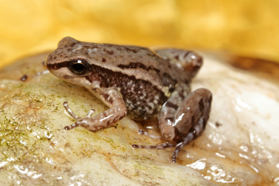 Quito rocket frog