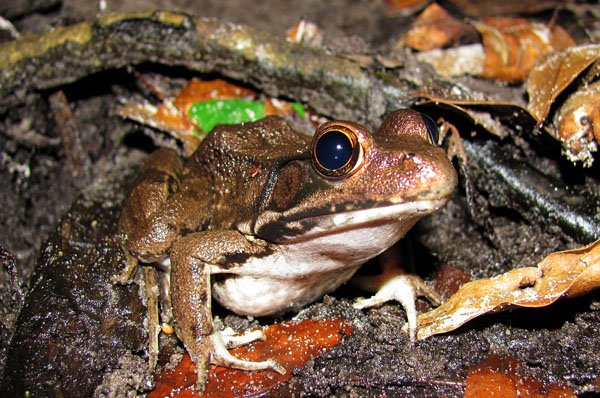 rana clamitans