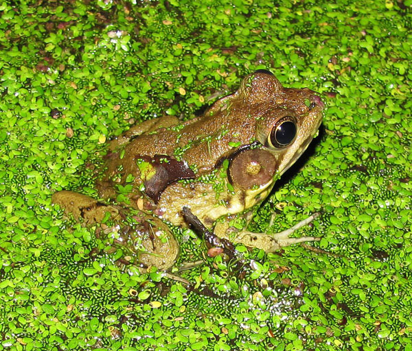 rana clamitans