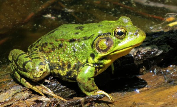 rana clamitans