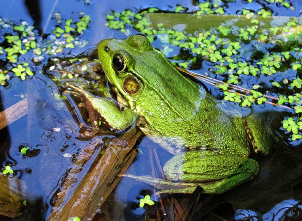 Rana clamitans