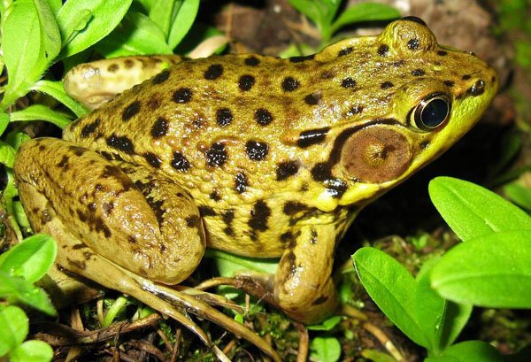 Rana clamitans