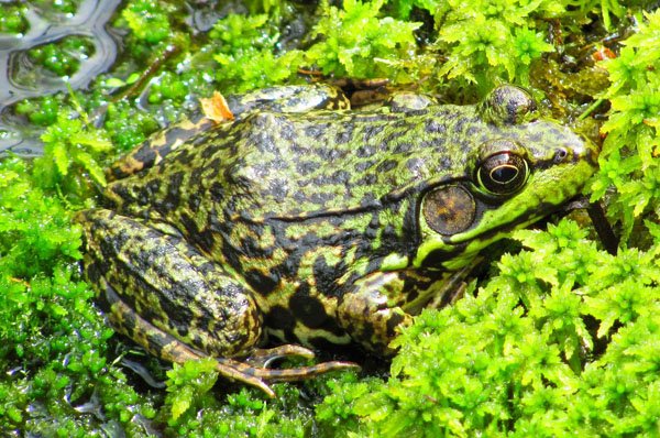 Rana clamitans