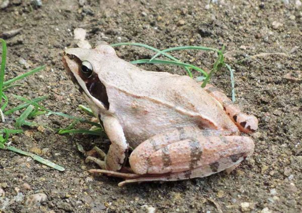 Rana dalmatina