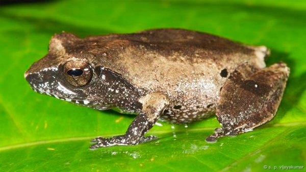 R. archeos