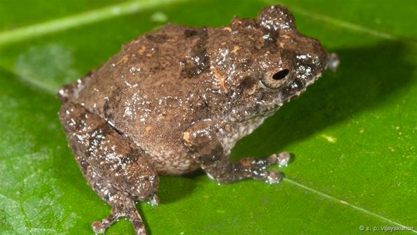 R. blandus
