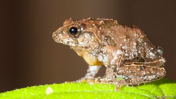 Raorchestes echinatus