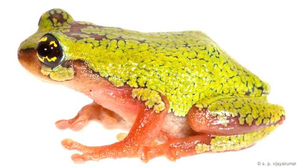 raorchestes flaviocularis