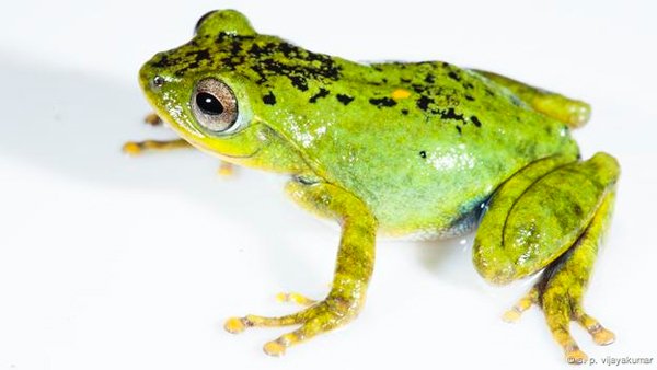 R. indigo 