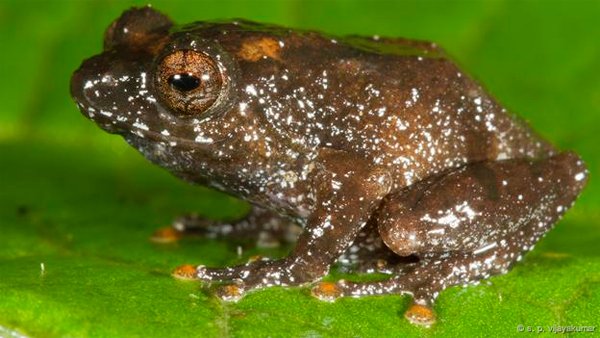 R. leucolatus