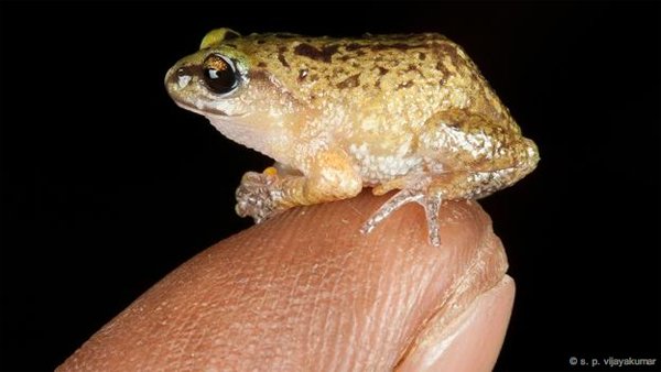R. primarrumpfi