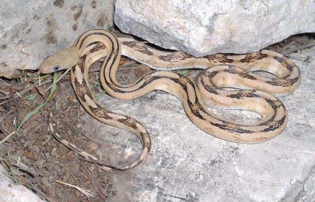 Trans-Pecos rat snake