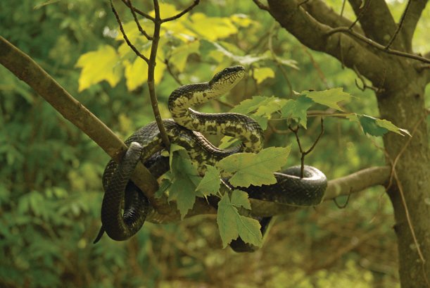 Black rat snake