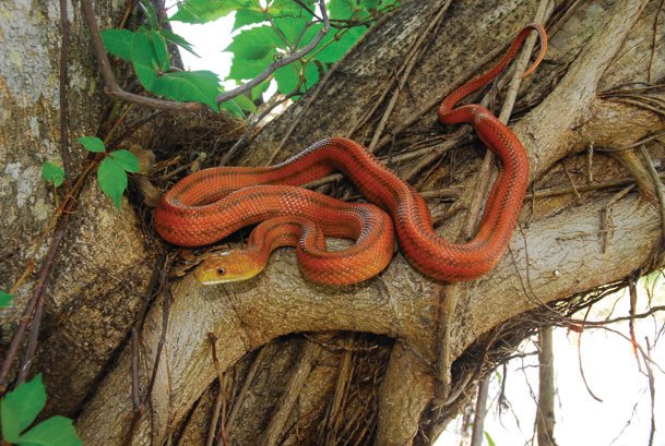 Everglades rat snake.