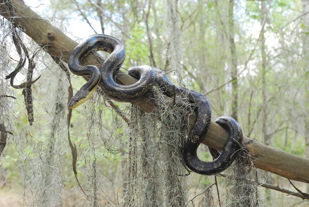 gray rat snake