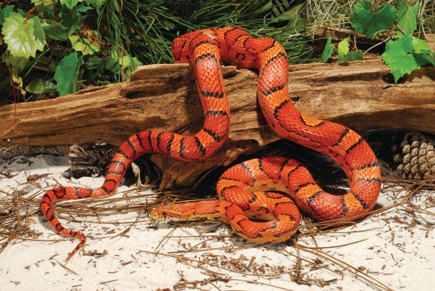 Red rat snake