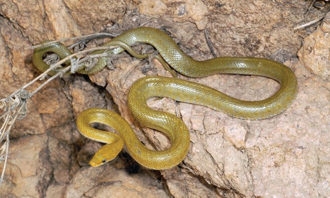 Green rat snake